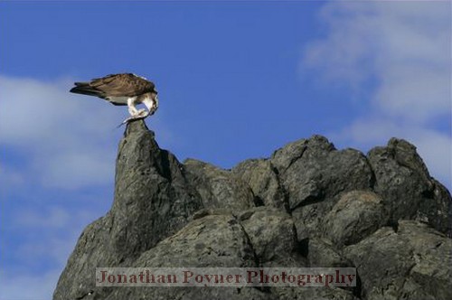 Osprey